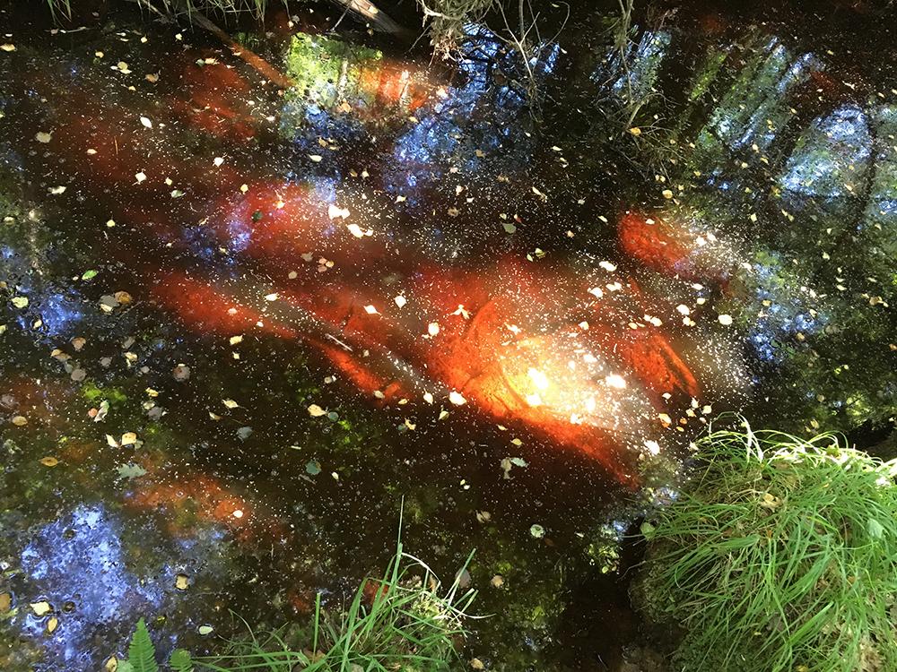 Stage d'été argile, peinture, créations dans la forêt