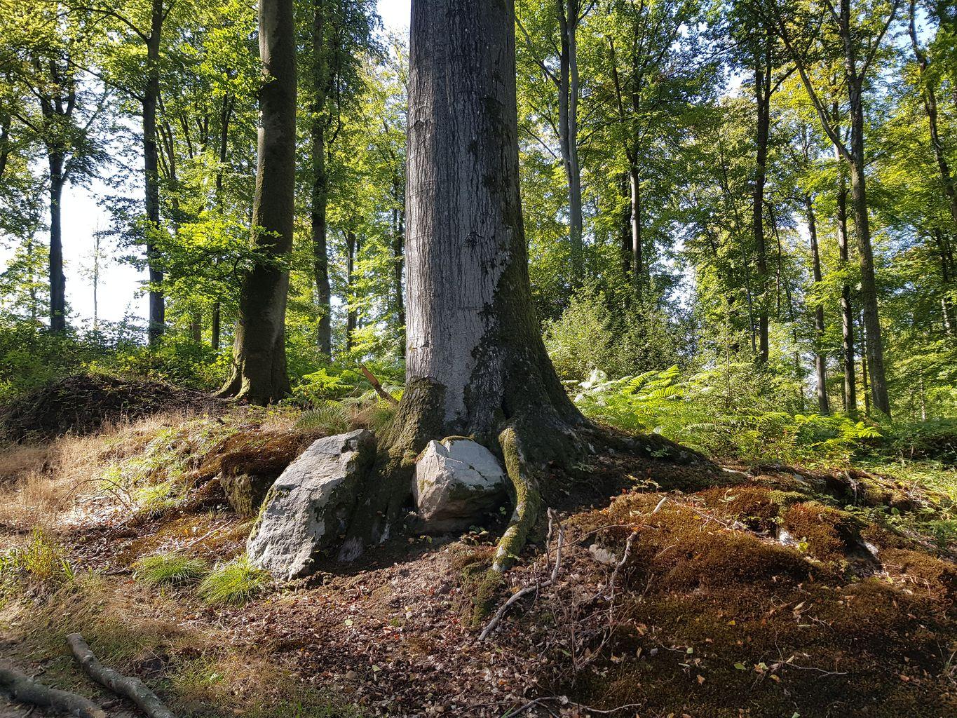 Formation de sylvothérapie — Devenir guide de bain de forêt (Module 2)